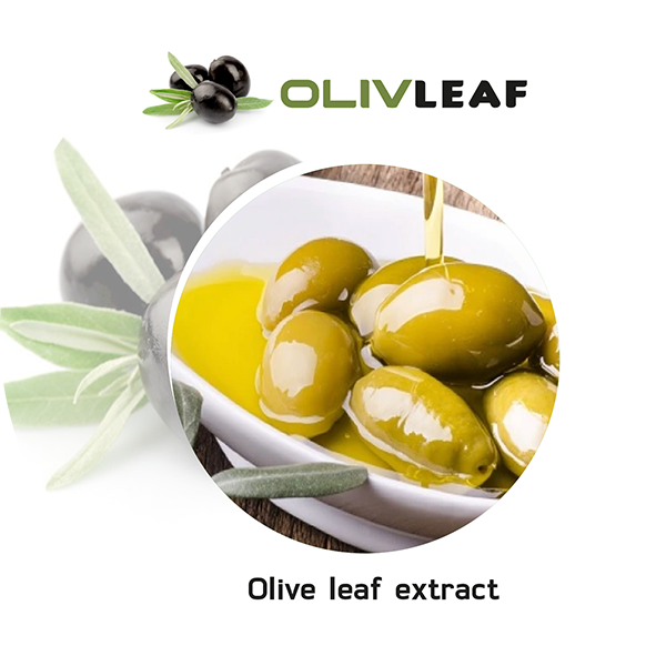 olivleaf