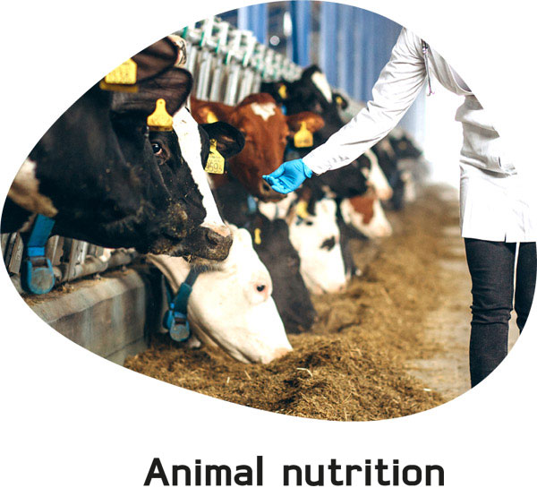 animal-nutrition