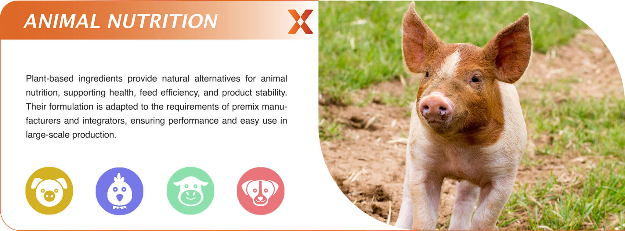 animal nutrition