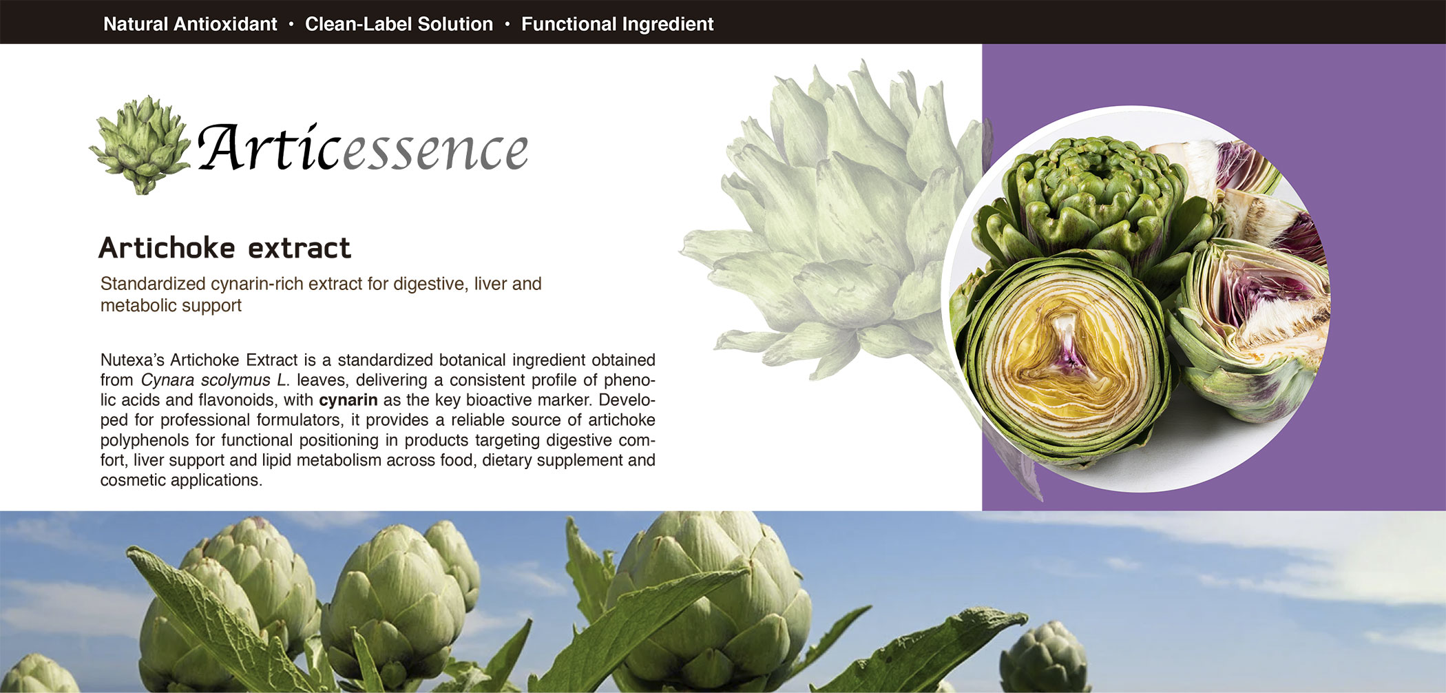 articicesse-1