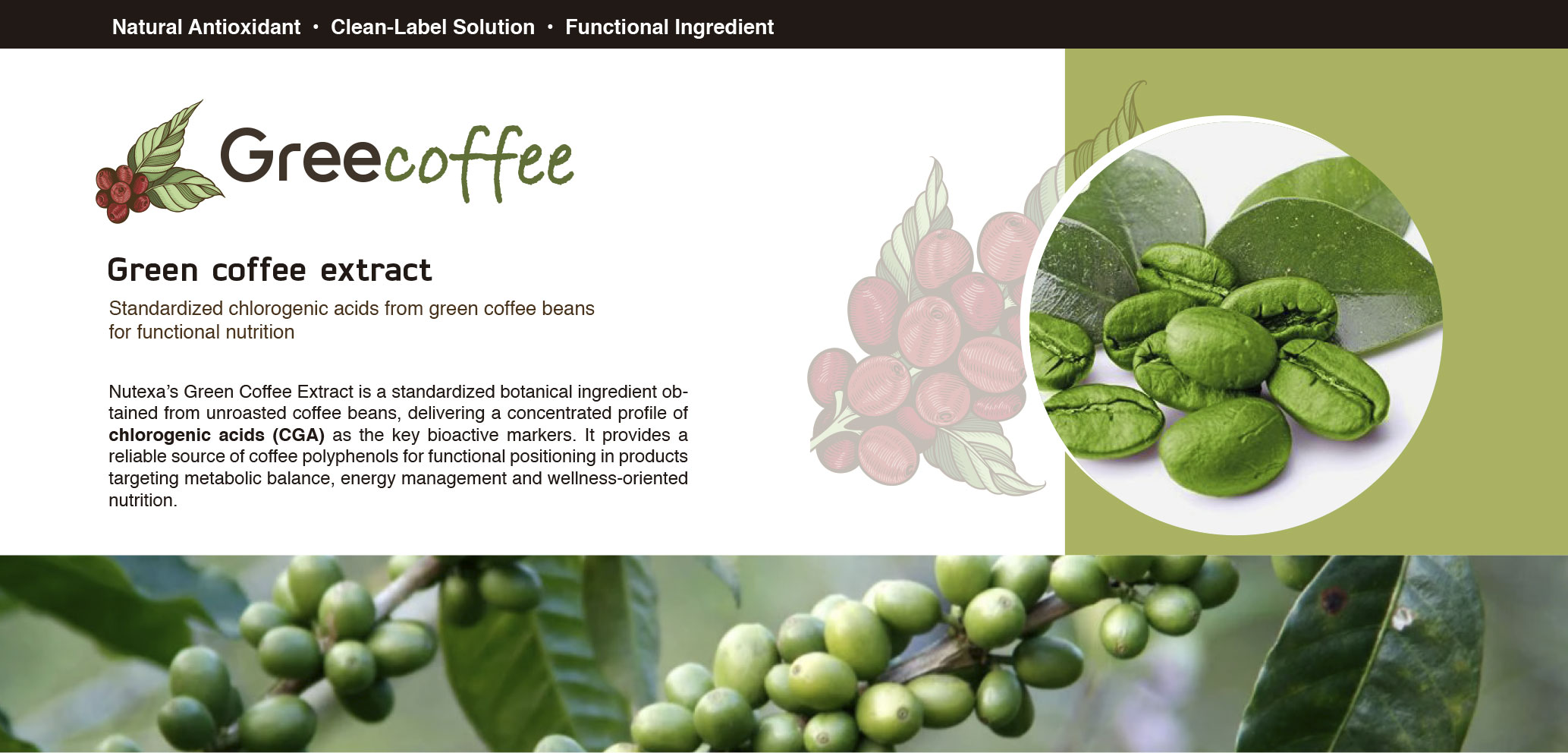 greecoffee