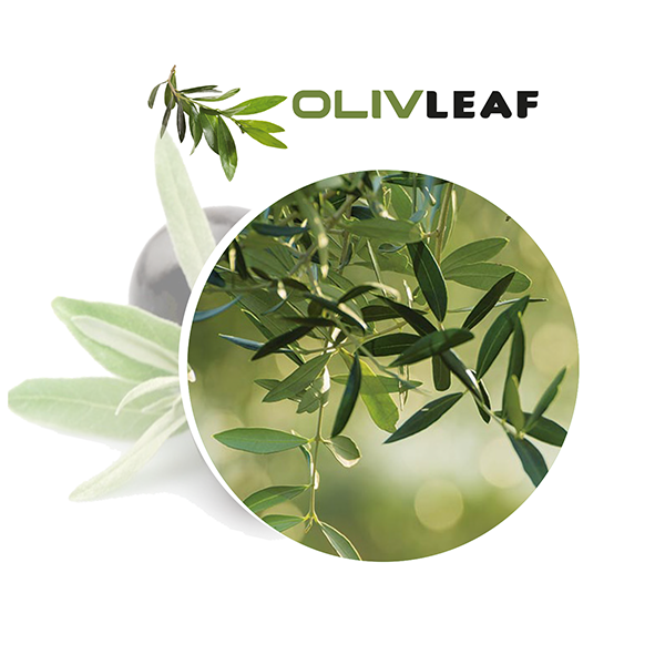 olivleaf