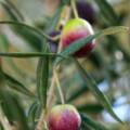 Olive Extracts Explained: Leaf, Fruit and Maslinic Acid