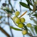Polyphenols in Modern Food Formulation: Why Plant Antioxidants Are Reshaping Clean-Label Products