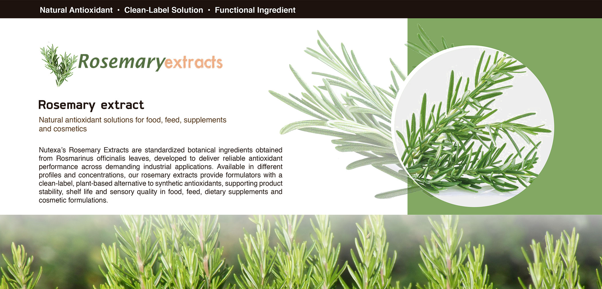 rosemary-1
