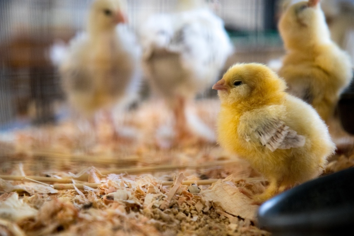 piensos funcionales a base de extractos citricos en avicultura
