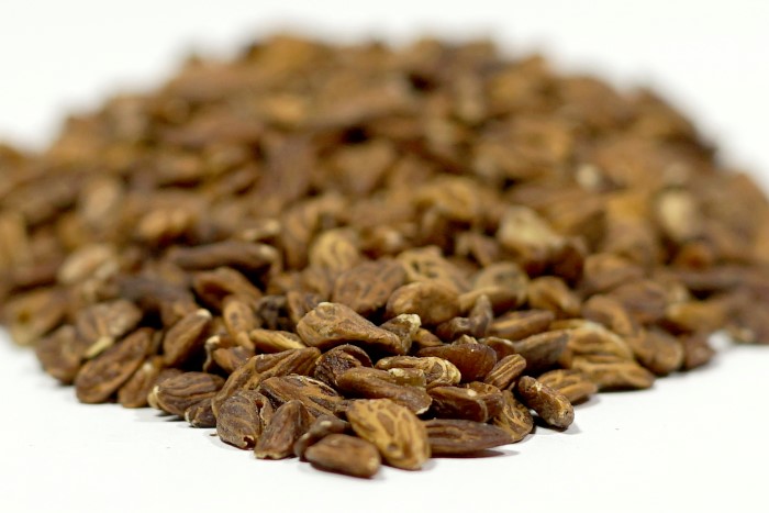 Olive seed contains hydroxytyrosol